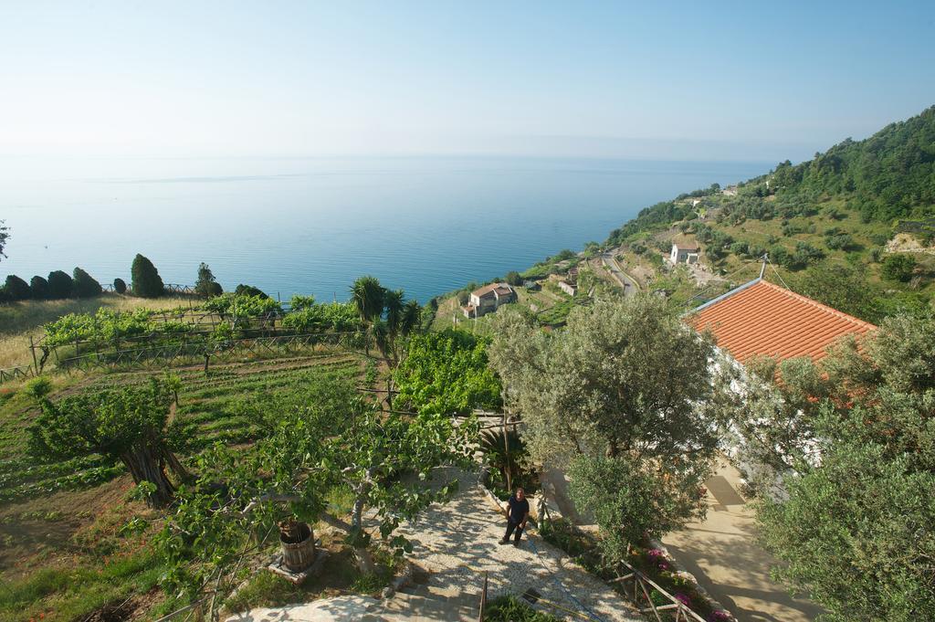 Sopra Il Limoneto *